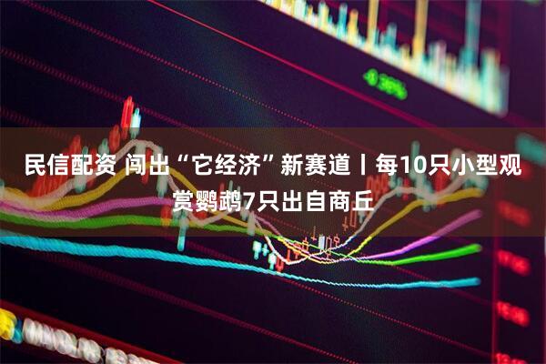 民信配资 闯出“它经济”新赛道丨每10只小型观赏鹦鹉7只出自商丘